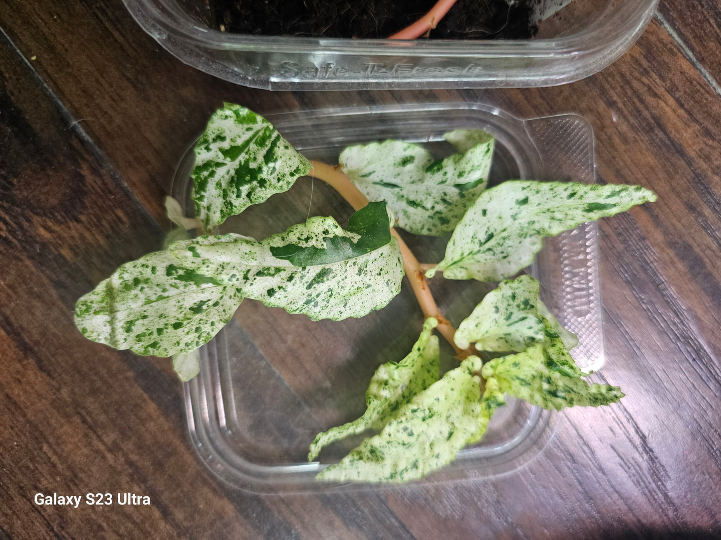 Begonia Pellonia Repens Peppermint