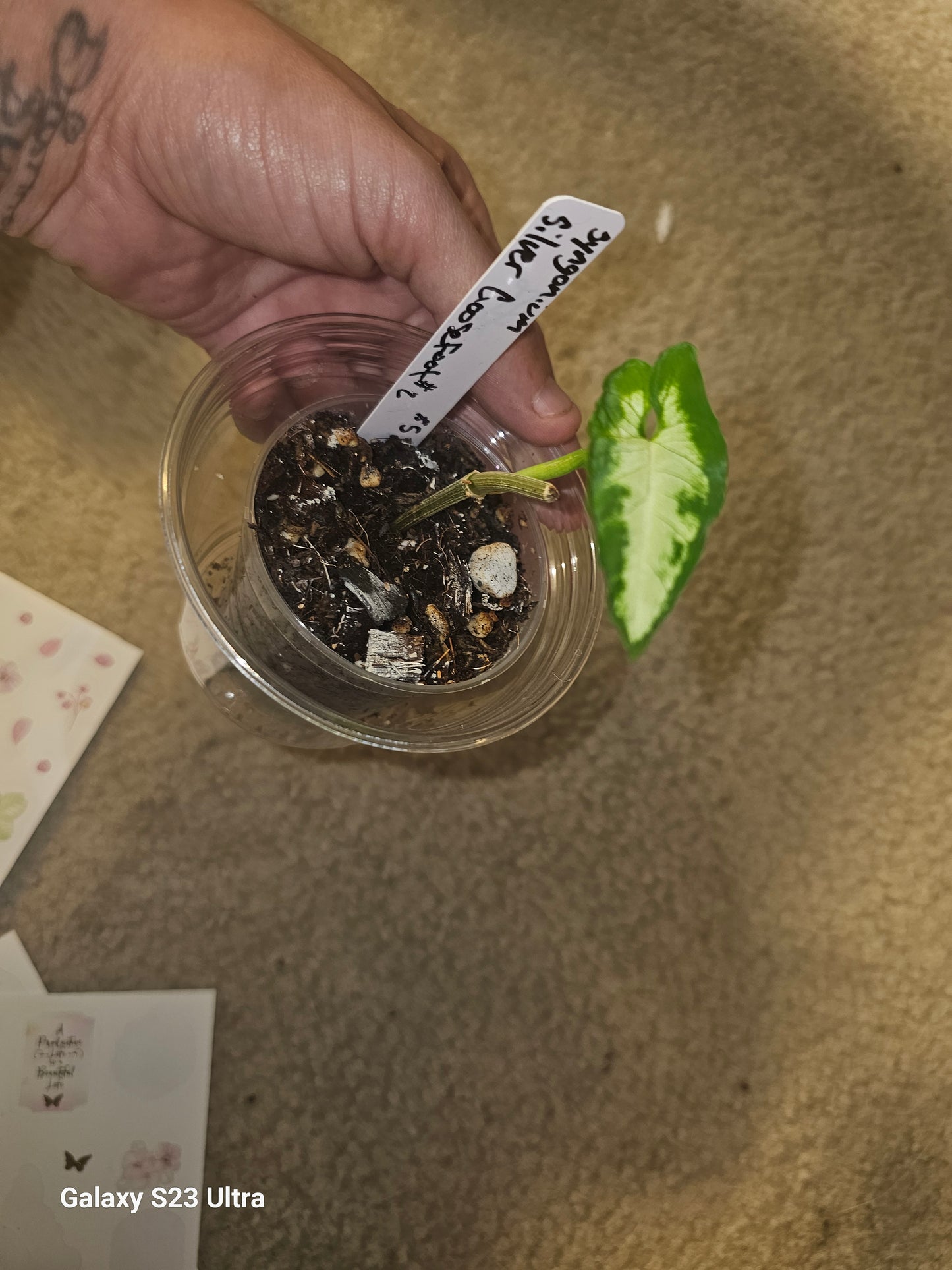 Syngonium Silver GooseFoot #6