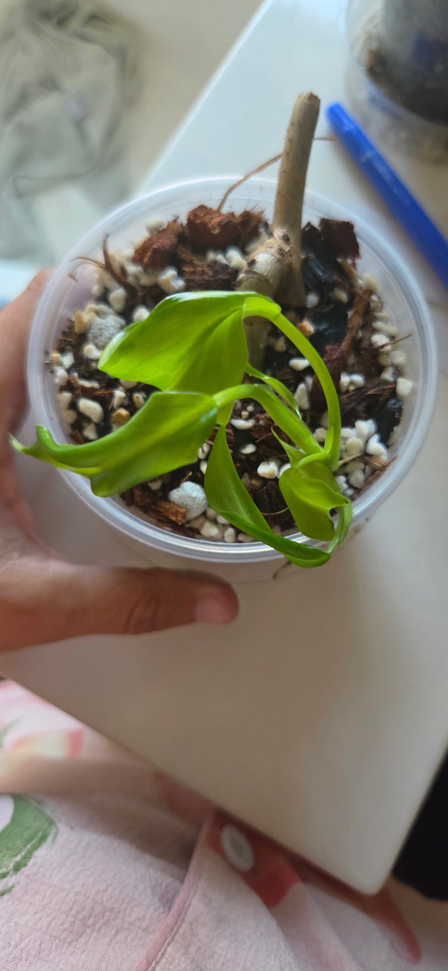 Philodendron Domesticum Variegated