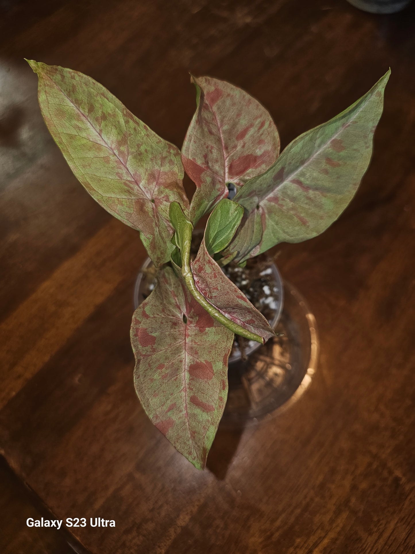 Syngonium Pink Nebula