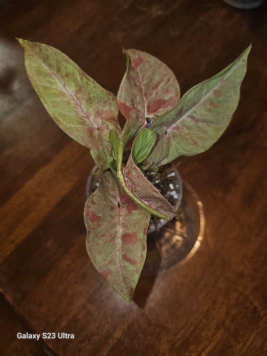 Syngonium Pink Nebula