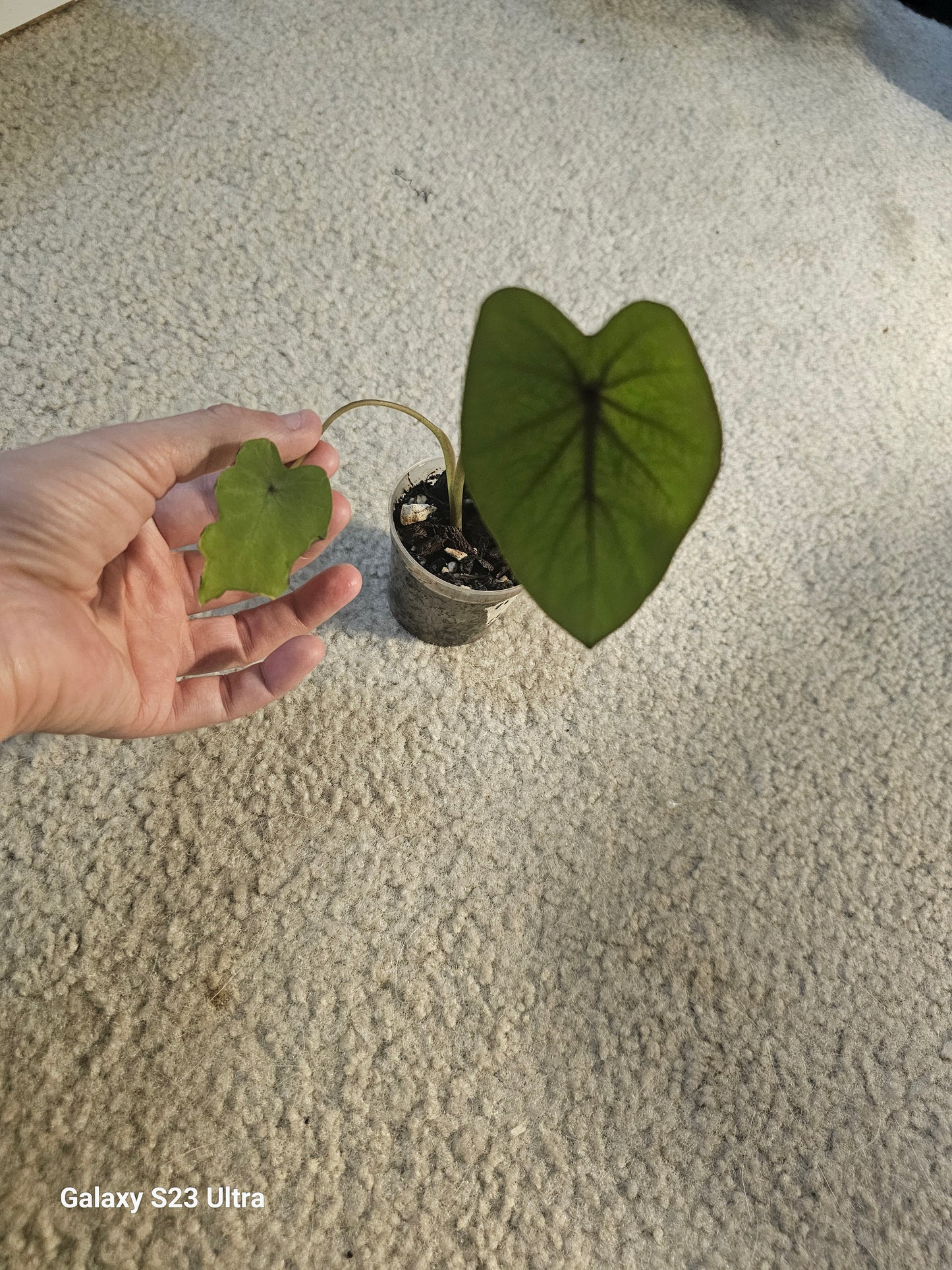 Colocasia Black Ruffles