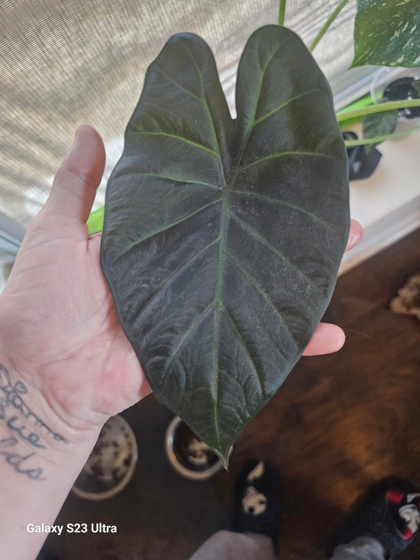 Alocasia Regal Shield