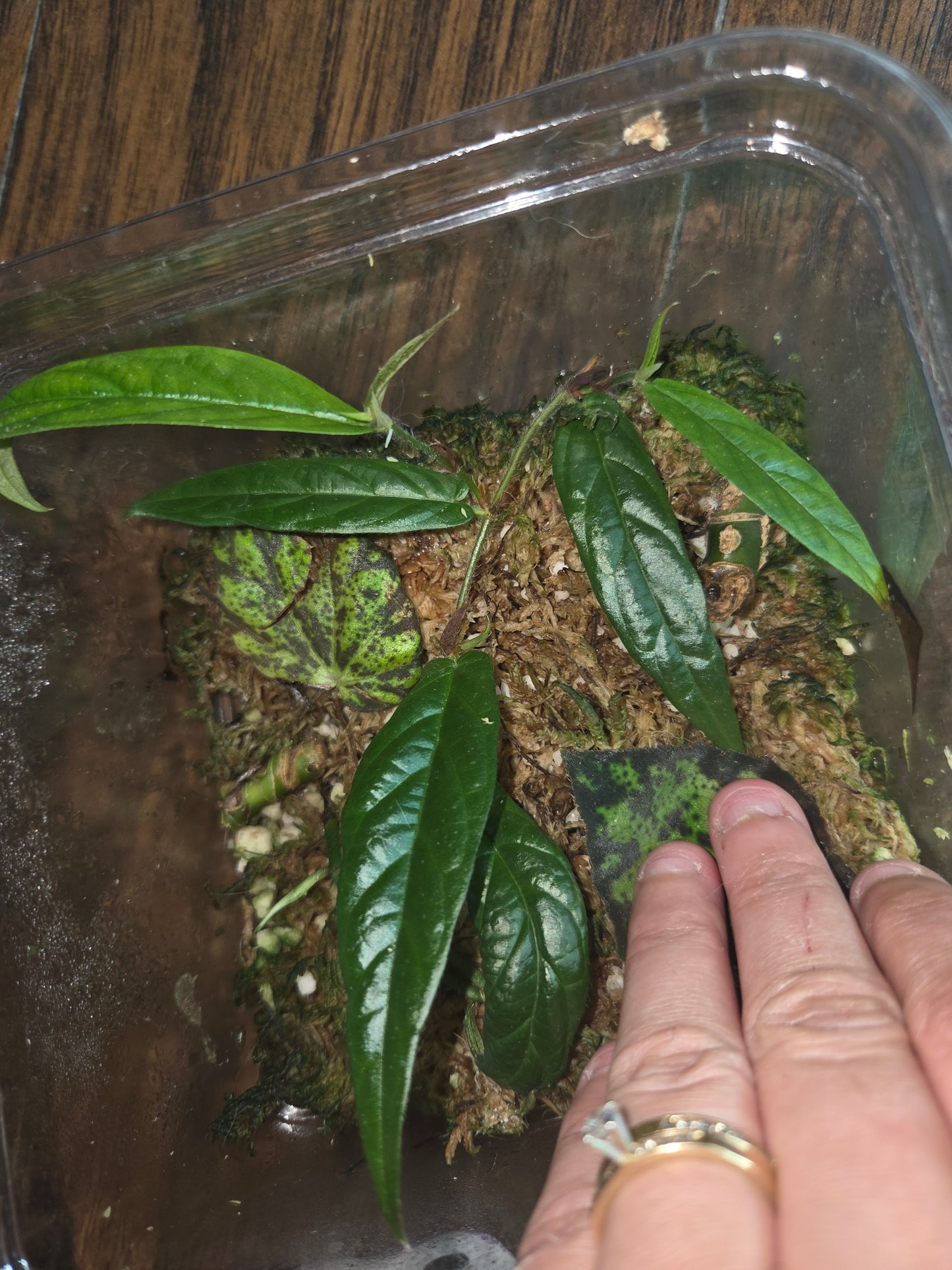 Ficus Sagittata Pink LIGHT Var.
