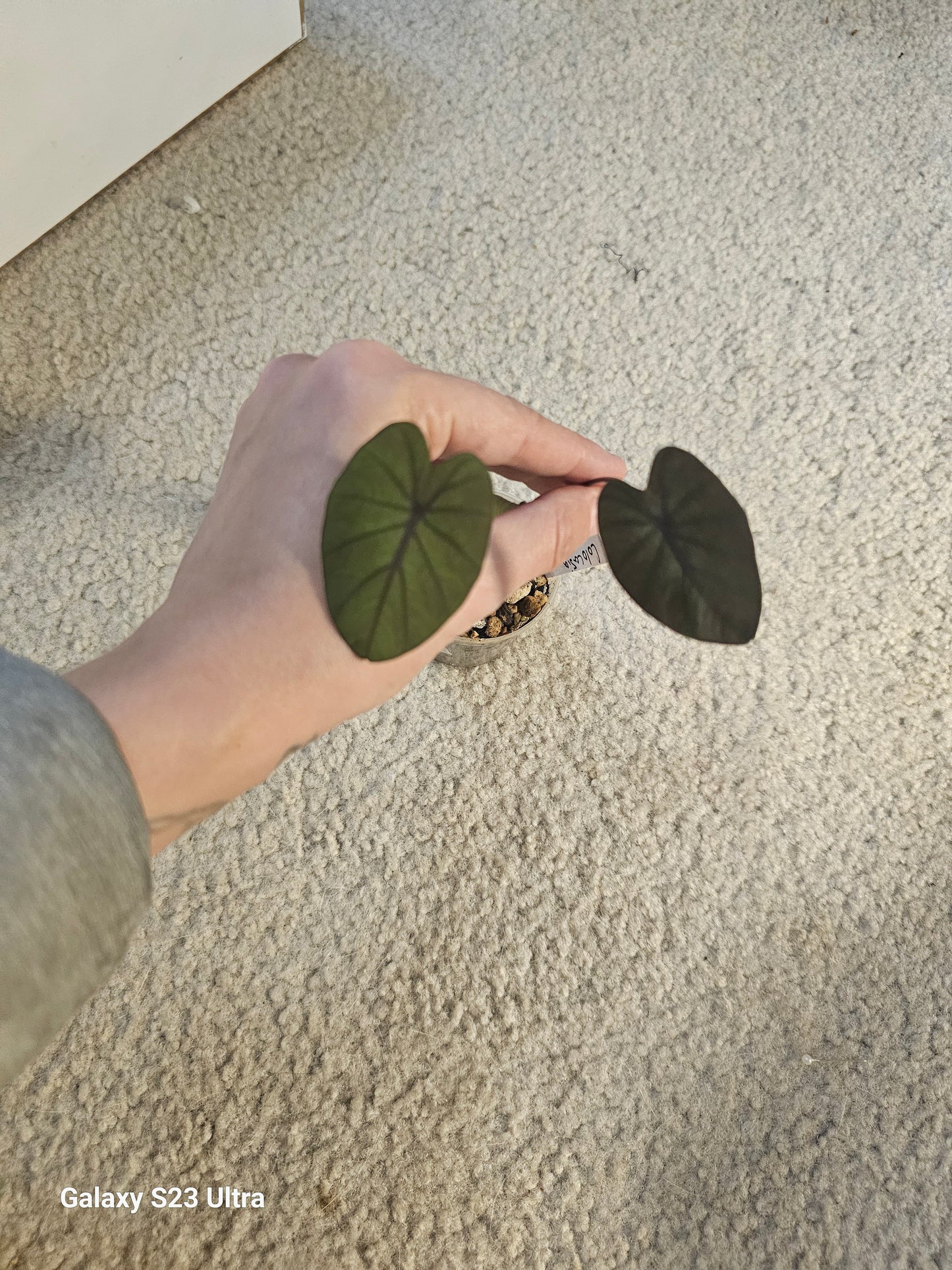 Colocasia Black Ruffles