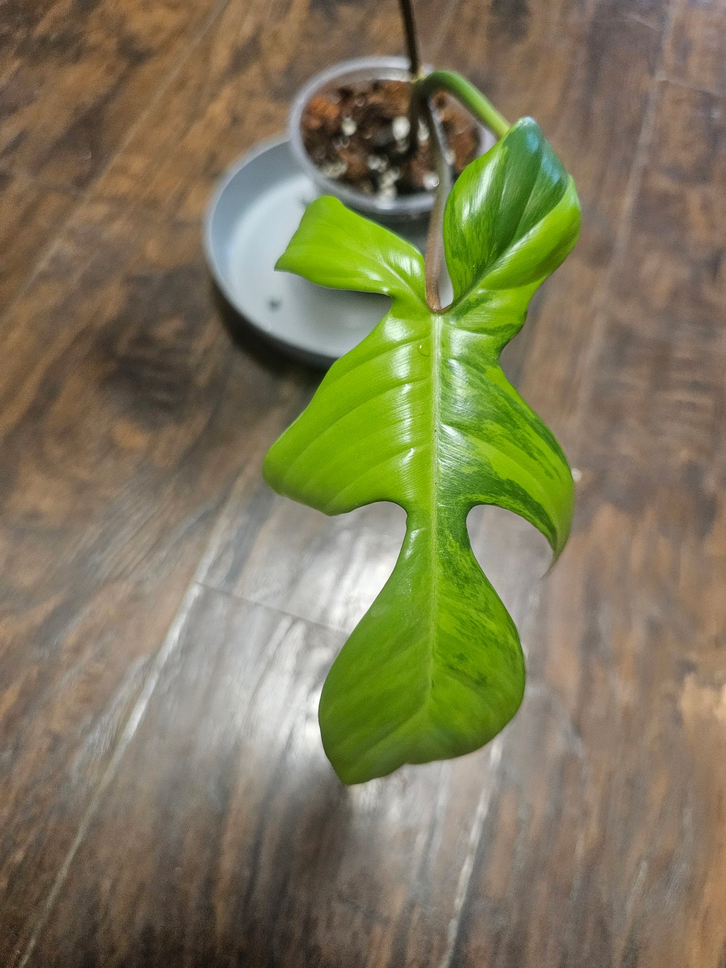 Philodendron Flordia Beauty