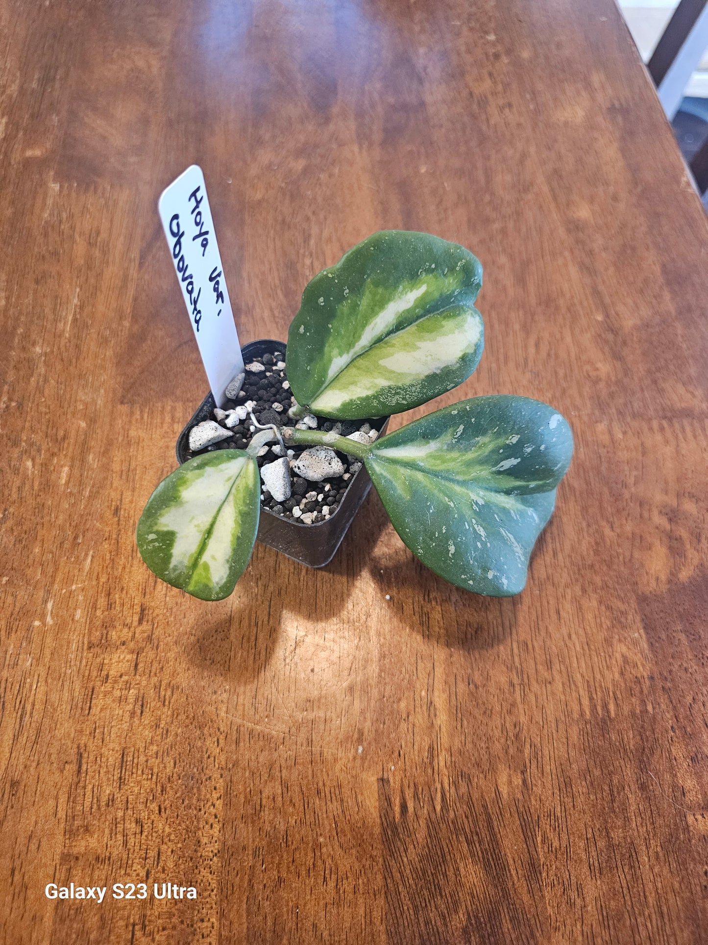 Hoya Obovata Variegated