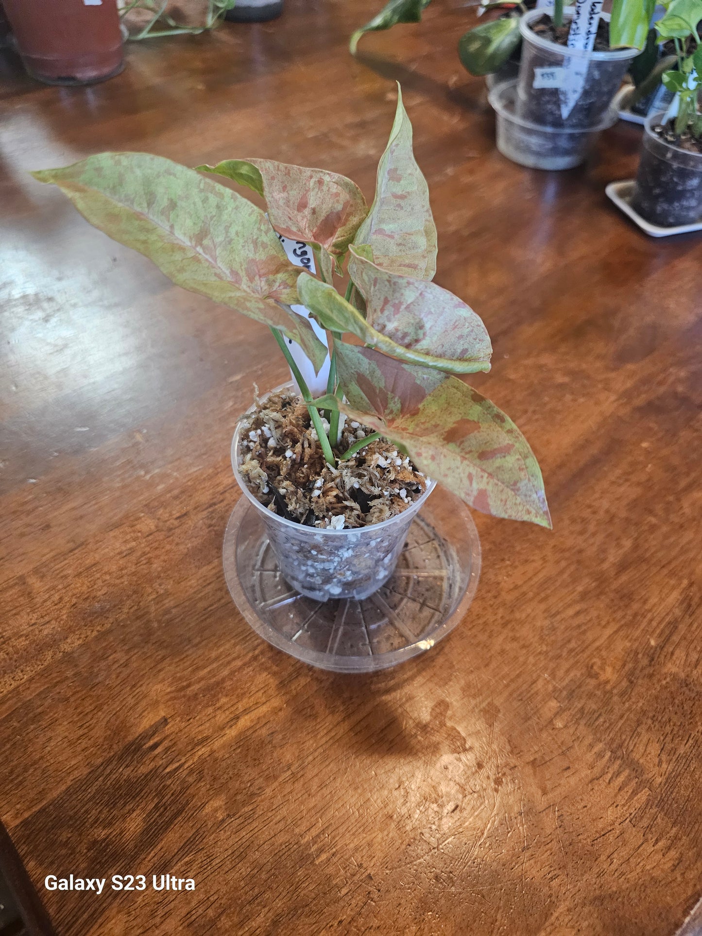 Syngonium Pink Nebula