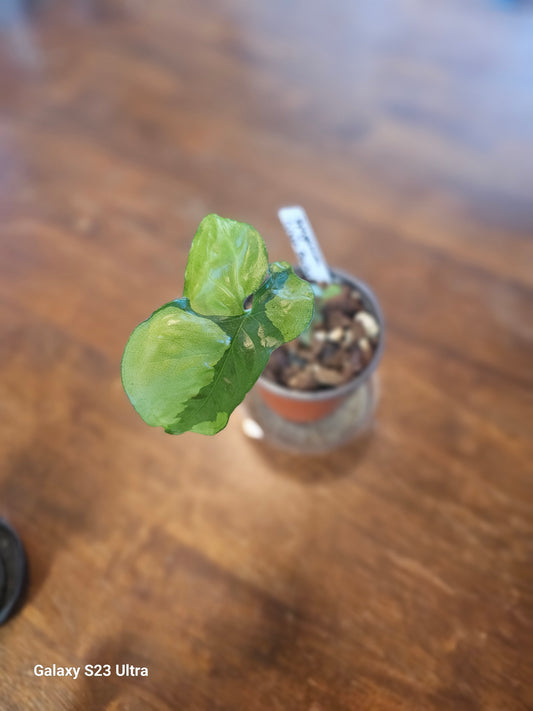 Syngonium Green Beauty