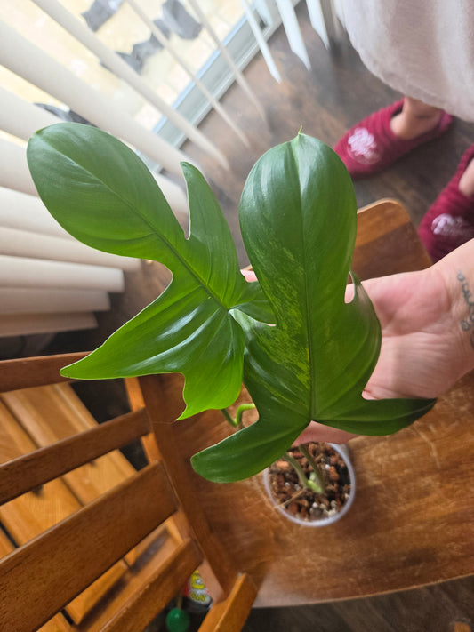 Philodendron Flordia Beauty