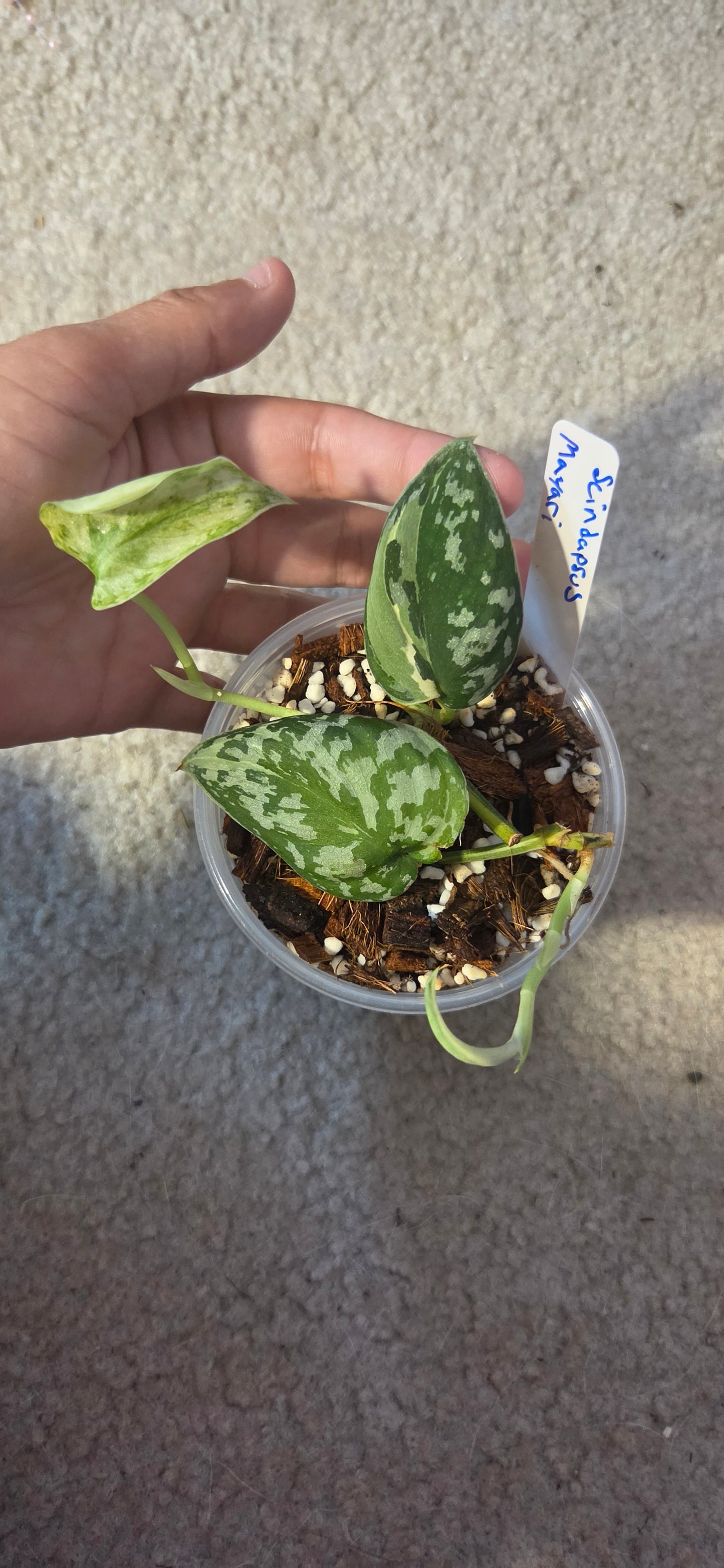 Scindapsus Mayari