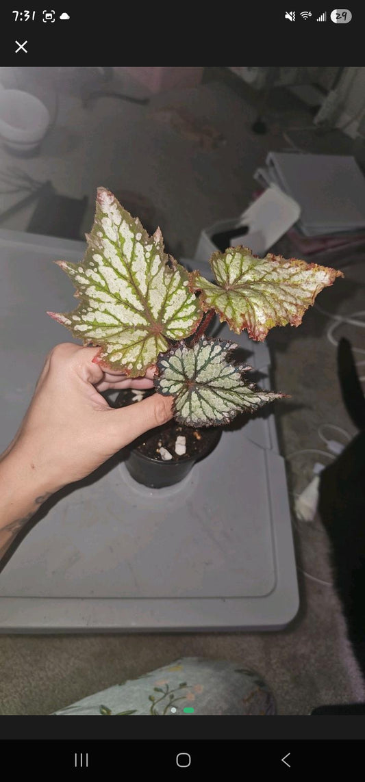 Begonia Harmony Summer Storm