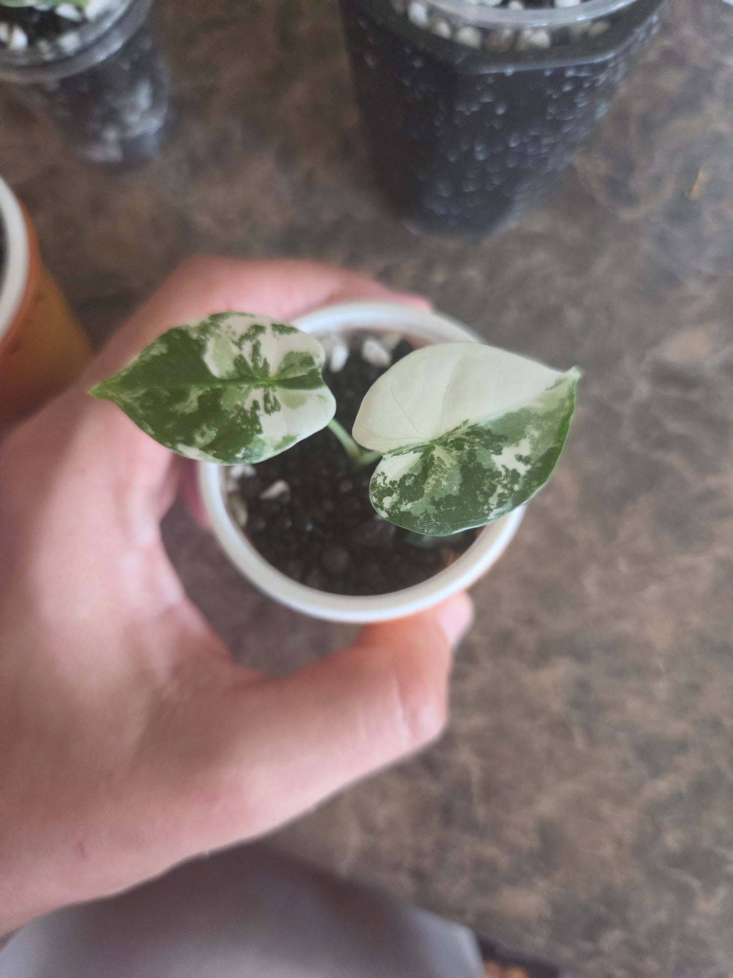 Alocasia Frydrek Albo