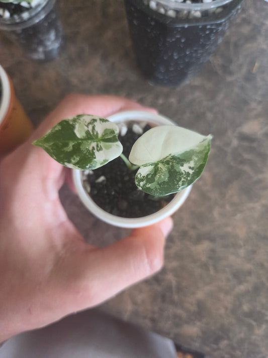 Alocasia Frydrek Albo