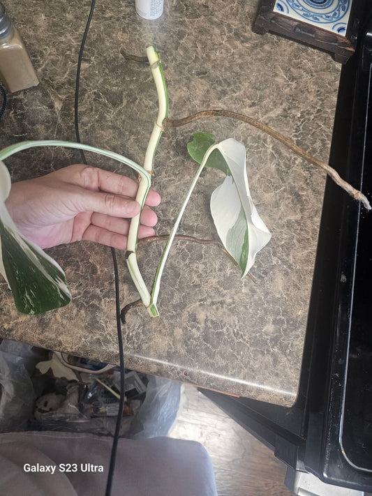 Monstera Albo Mid Cut