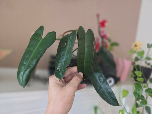 Philodendron Black Bill