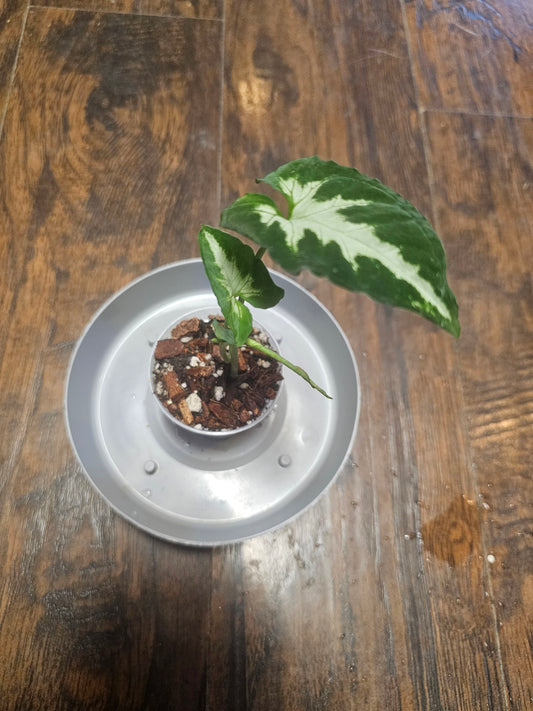 Syngonium Silver GooseFoot