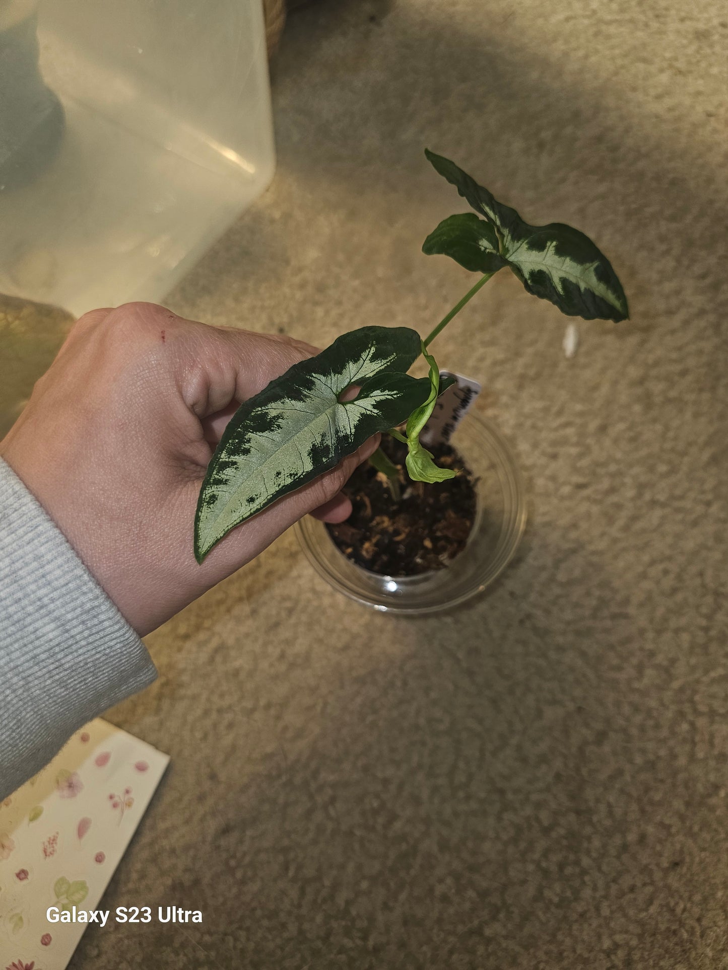 Syngonium Silver GooseFoot #6