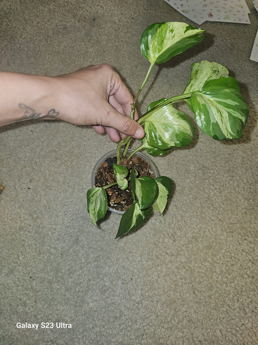 Manjula Pothos