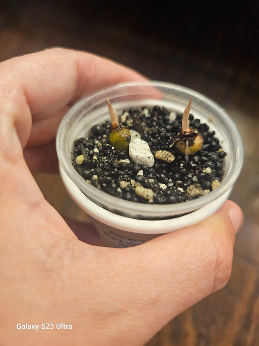 Alocasia Pink Black Velvet CORMS