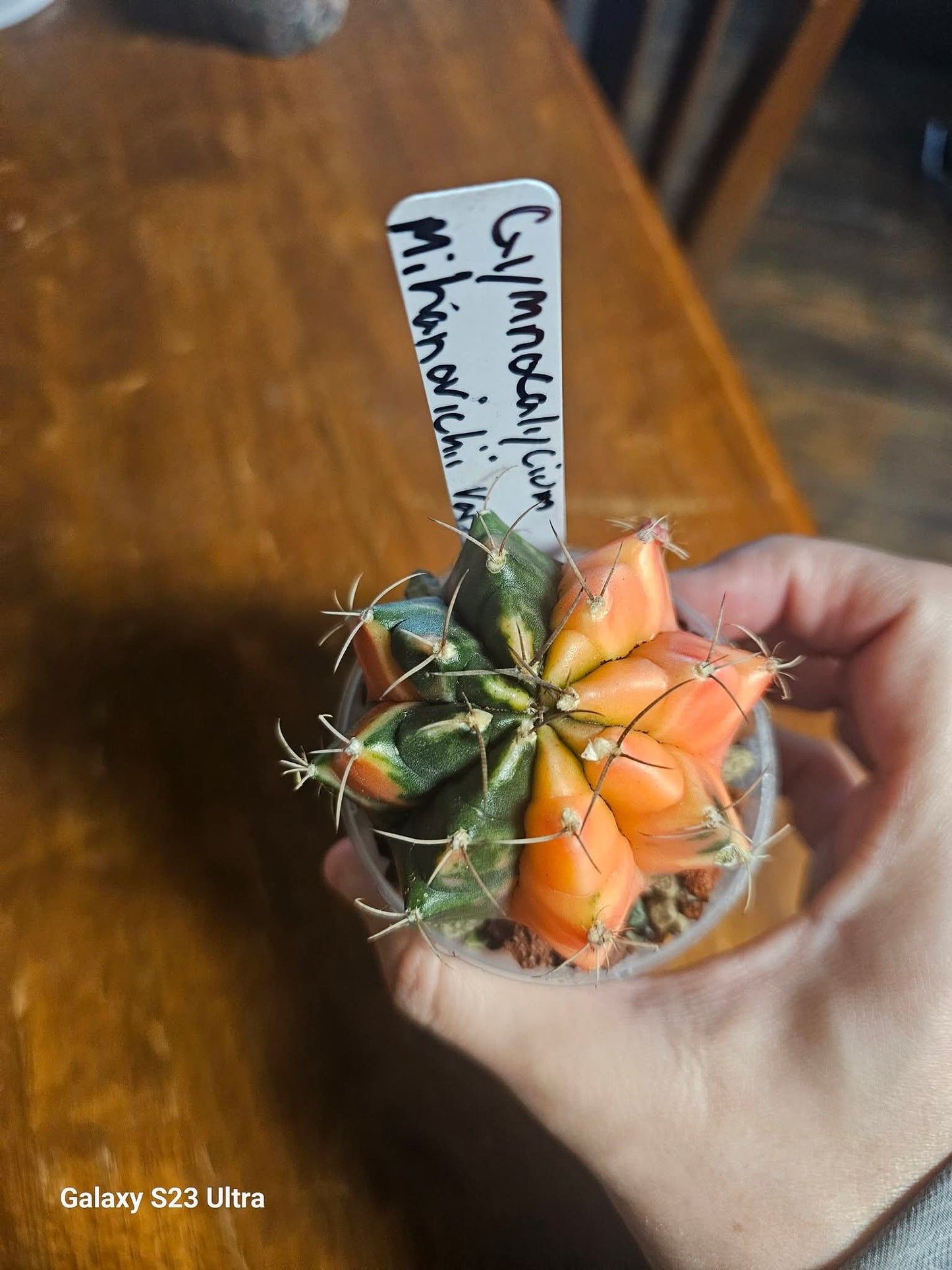 Gymnocalycium Mihanovichii Variegated/ Moon Cactus