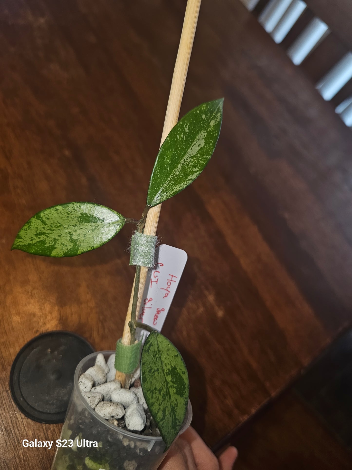 Hoya Cui Snow silver