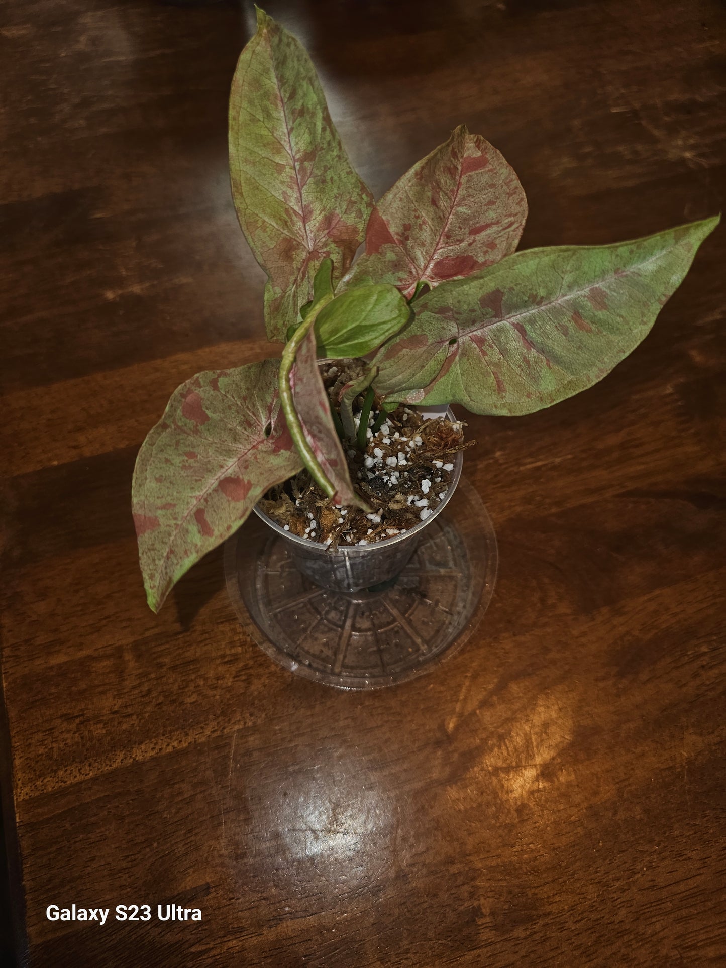 Syngonium Pink Nebula