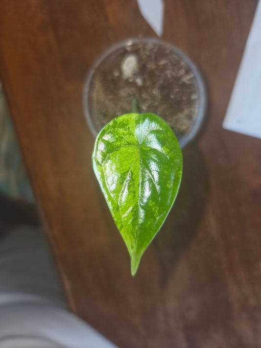Alocasia Dragon Scale Albo
