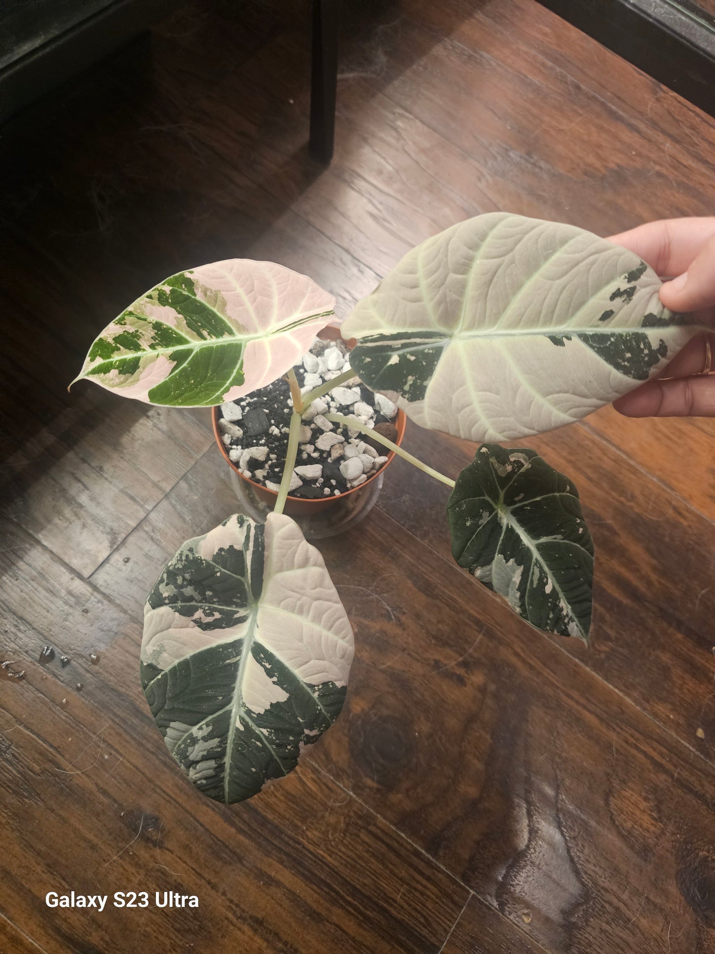 Alocasia Pink Black Velvet CORMS