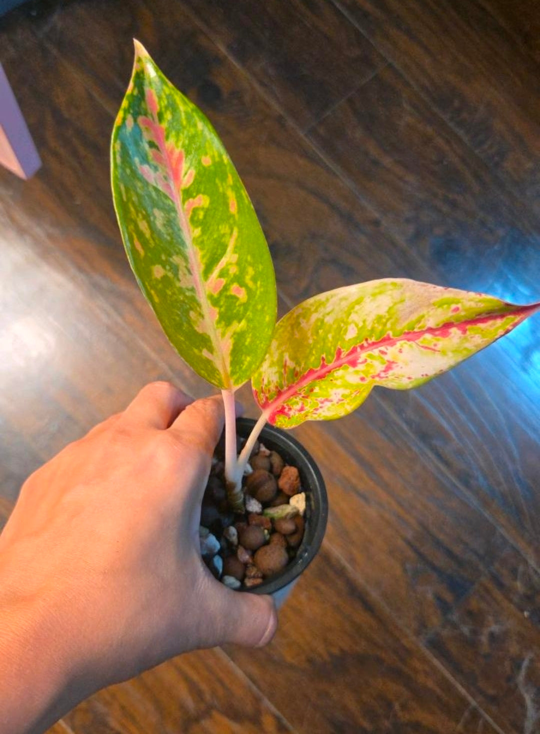 Aglaonema Red Stardust