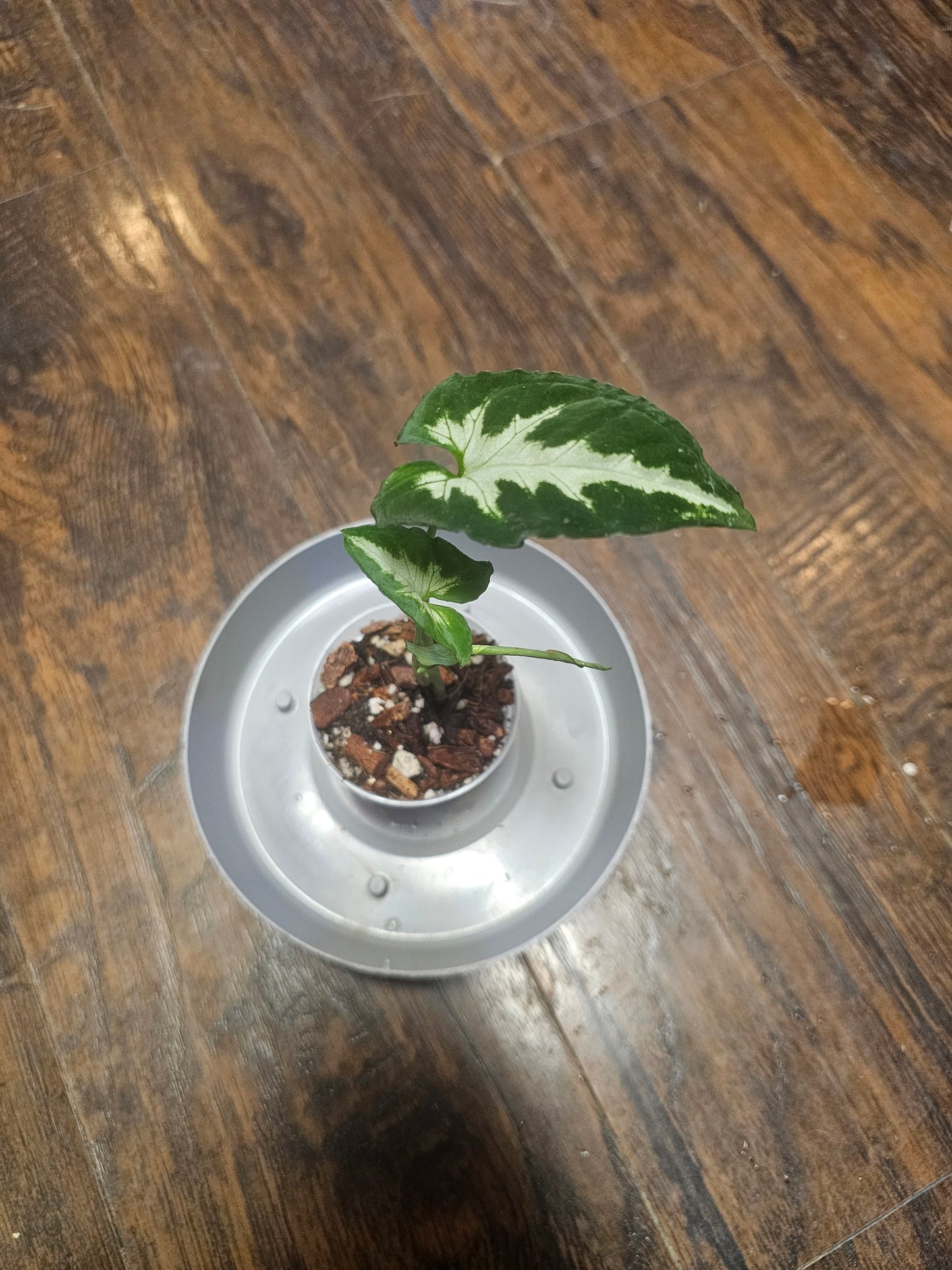 Syngonium Silver GooseFoot