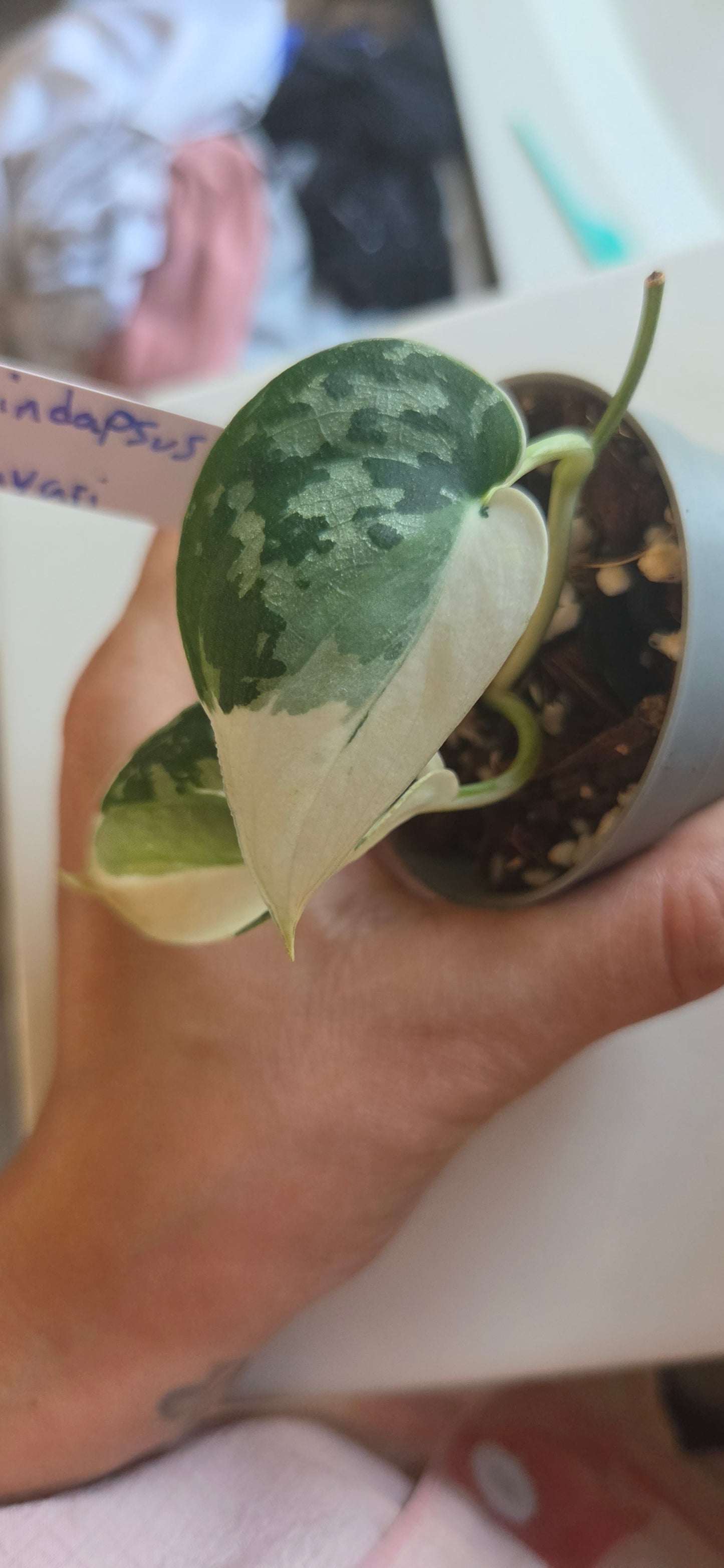 Scindapsus Mayari