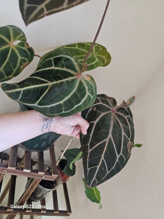 Anthurium Crystallinum x Magnificum x Tim Black