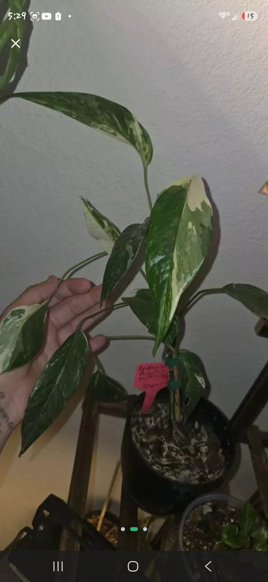 Epipremnum Pinnatum Marble / Pothos