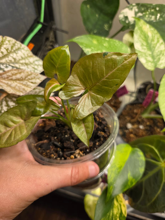 Syngonium Unicorn