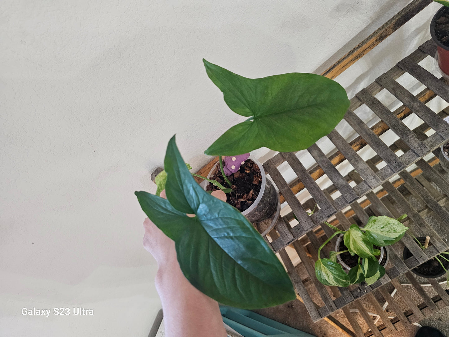 Syngonium Mojito