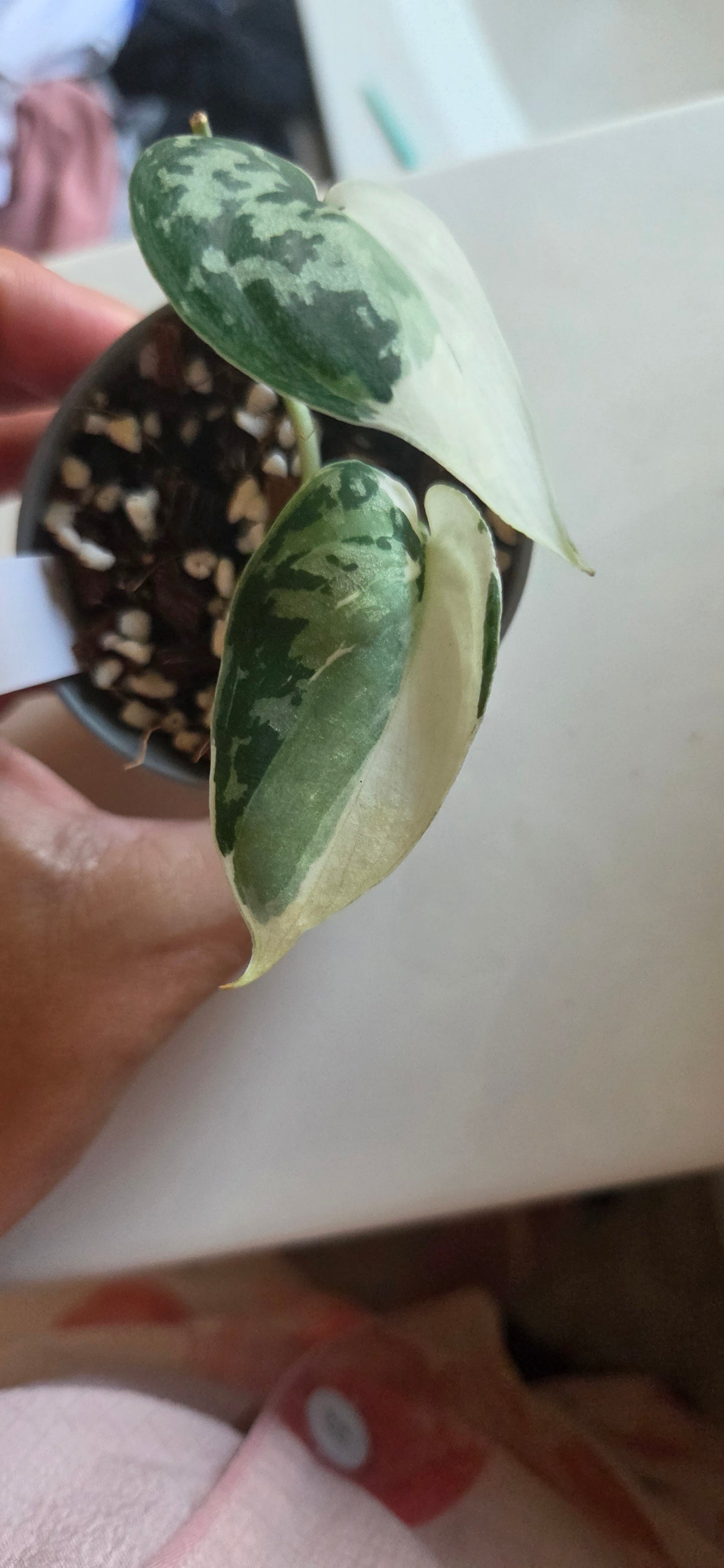 Scindapsus Mayari