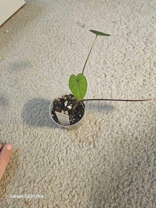 Colocasia Black Ruffles