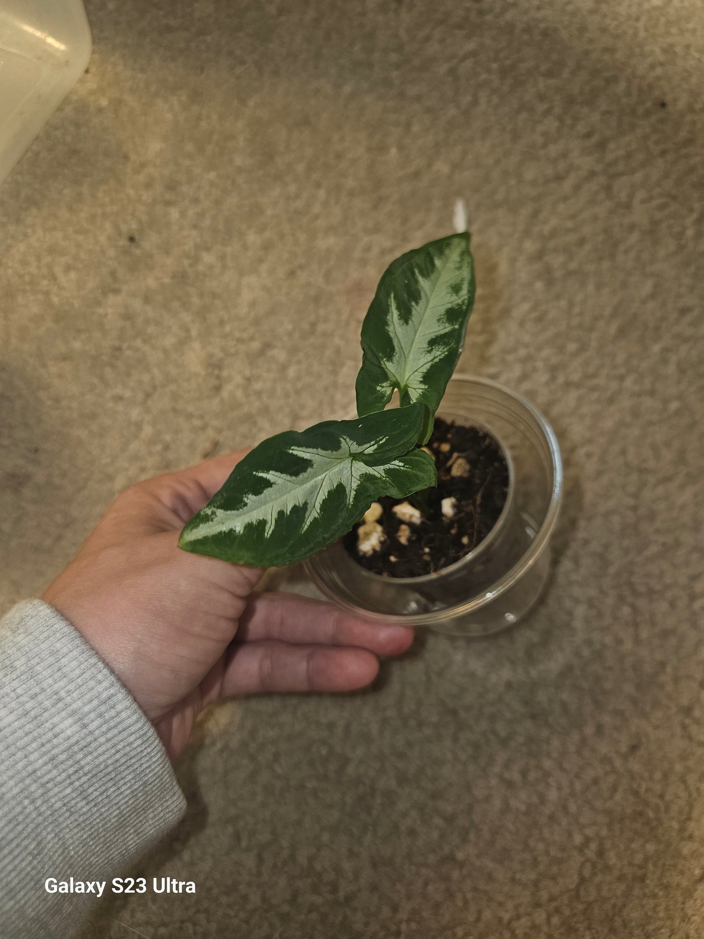 Syngonium Silver GooseFoot #6