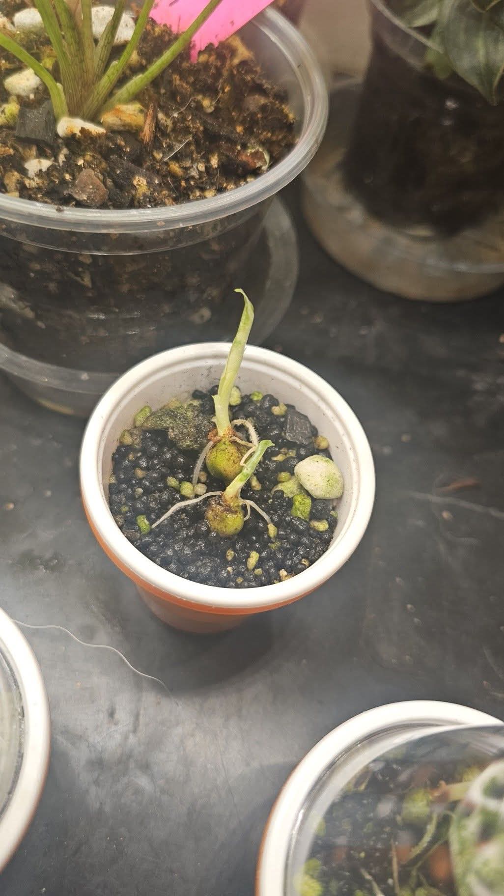 Alocasia Frydrek Baby