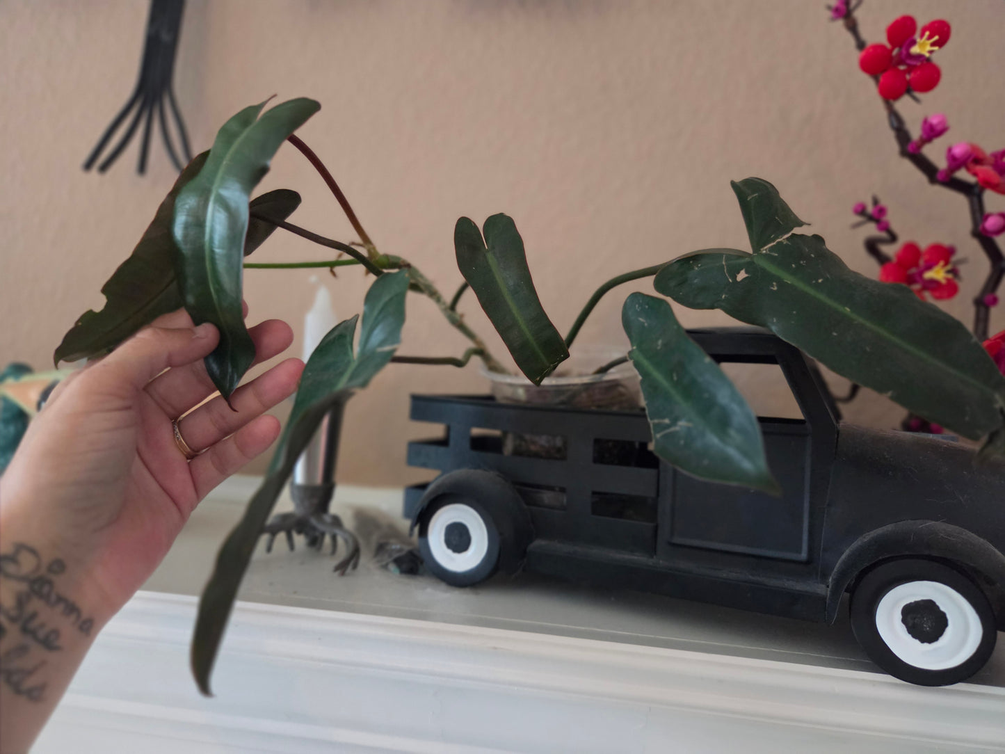 Philodendron Black Bill