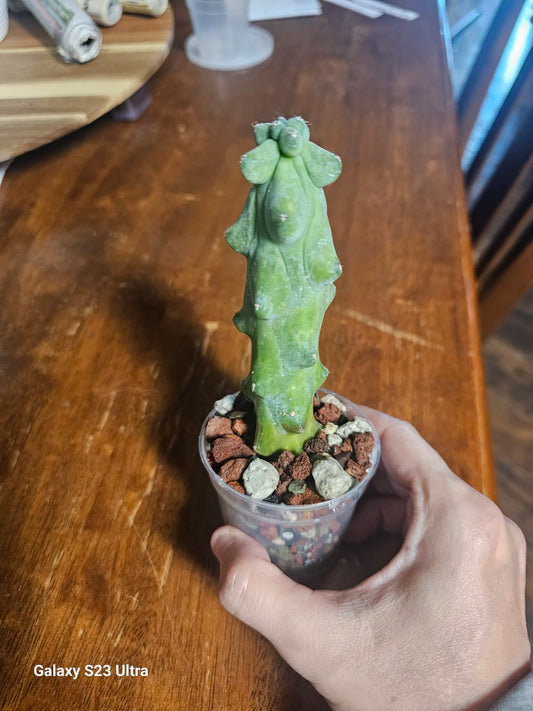 4inch Boobie/Fukuro Cactus