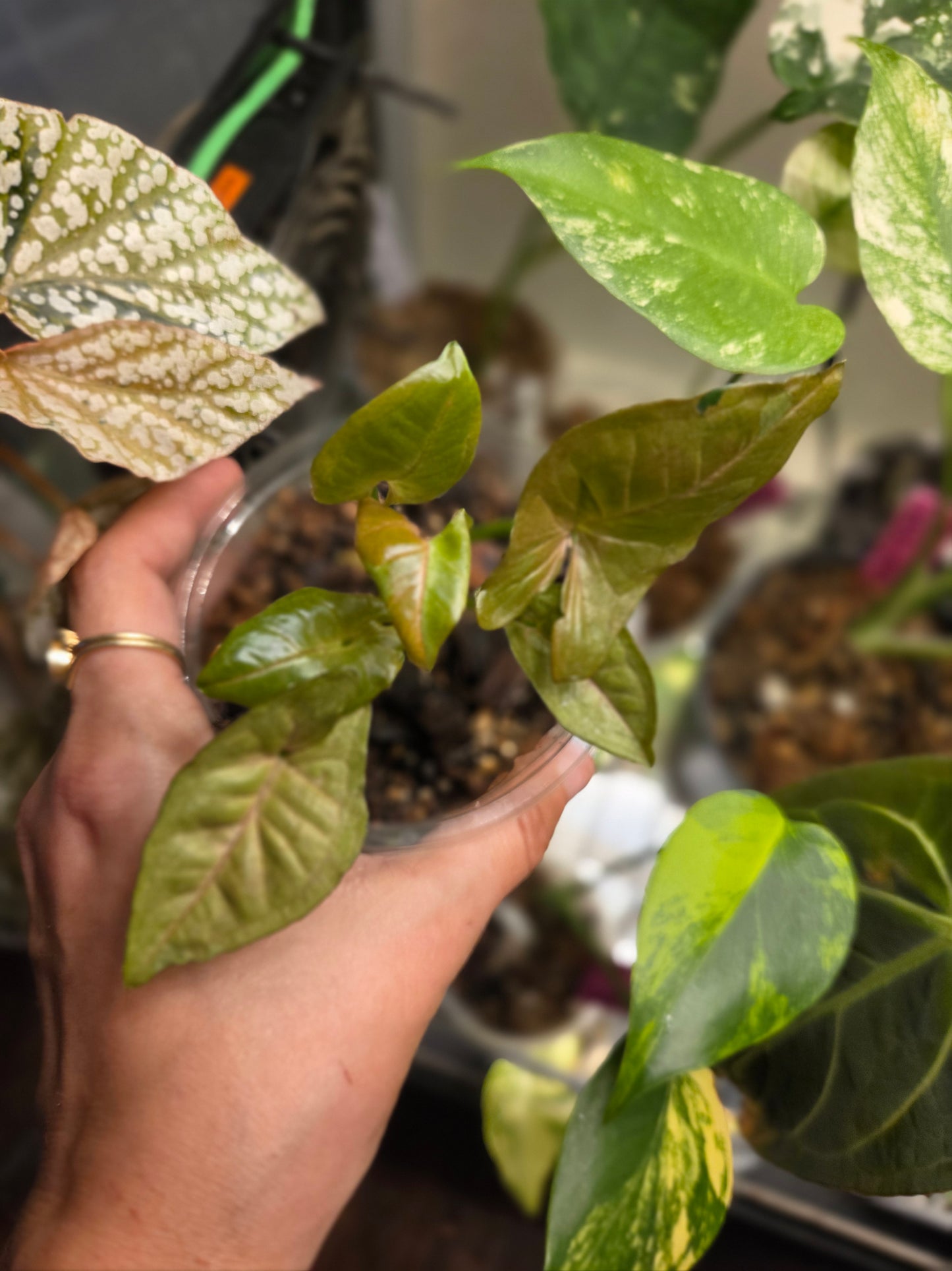 Syngonium Unicorn