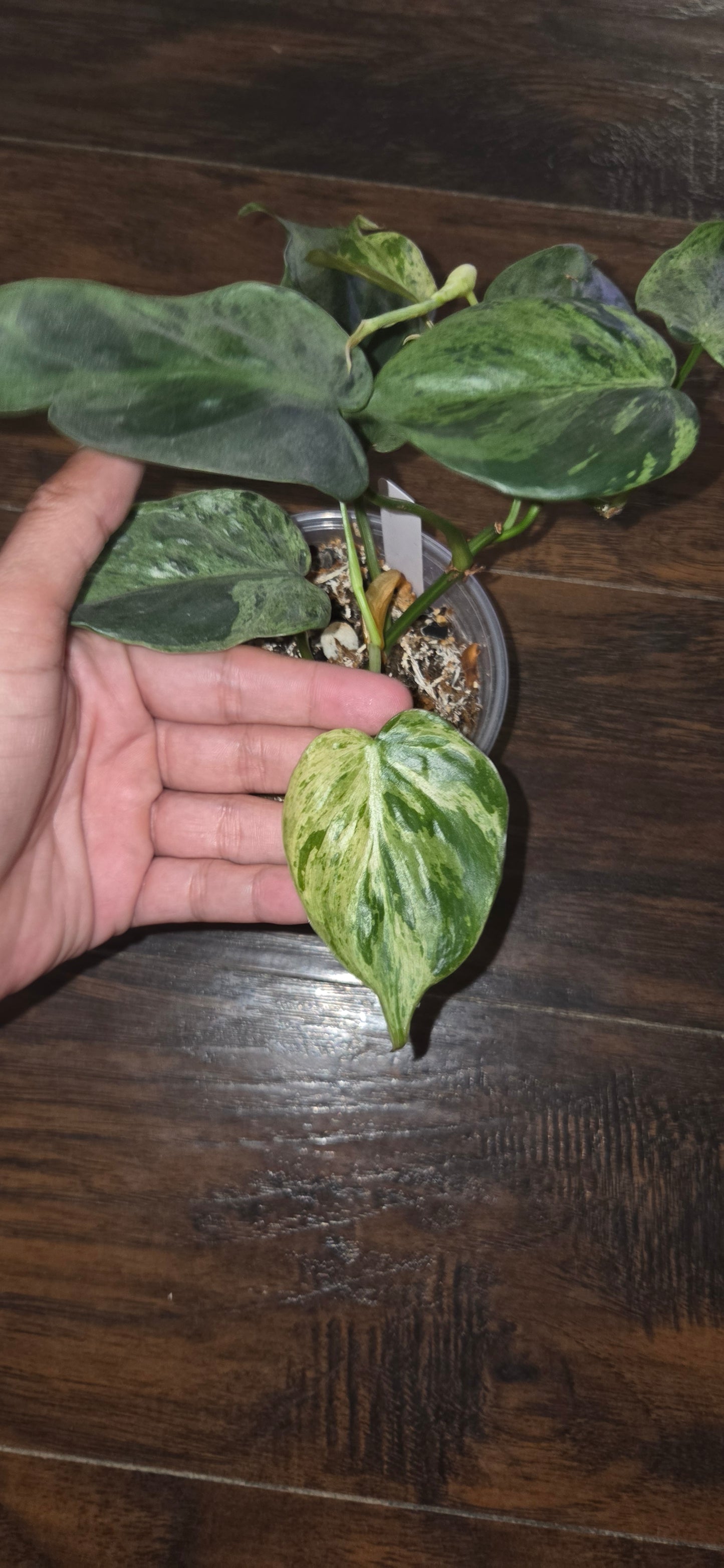 Philodendron Variegated Heartleaf