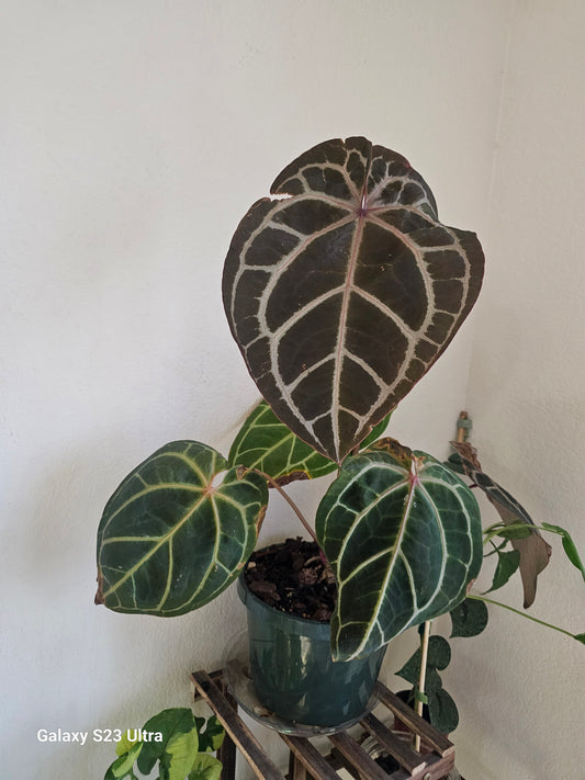 Anthurium Crystallinum x Magnificum x Tim Black