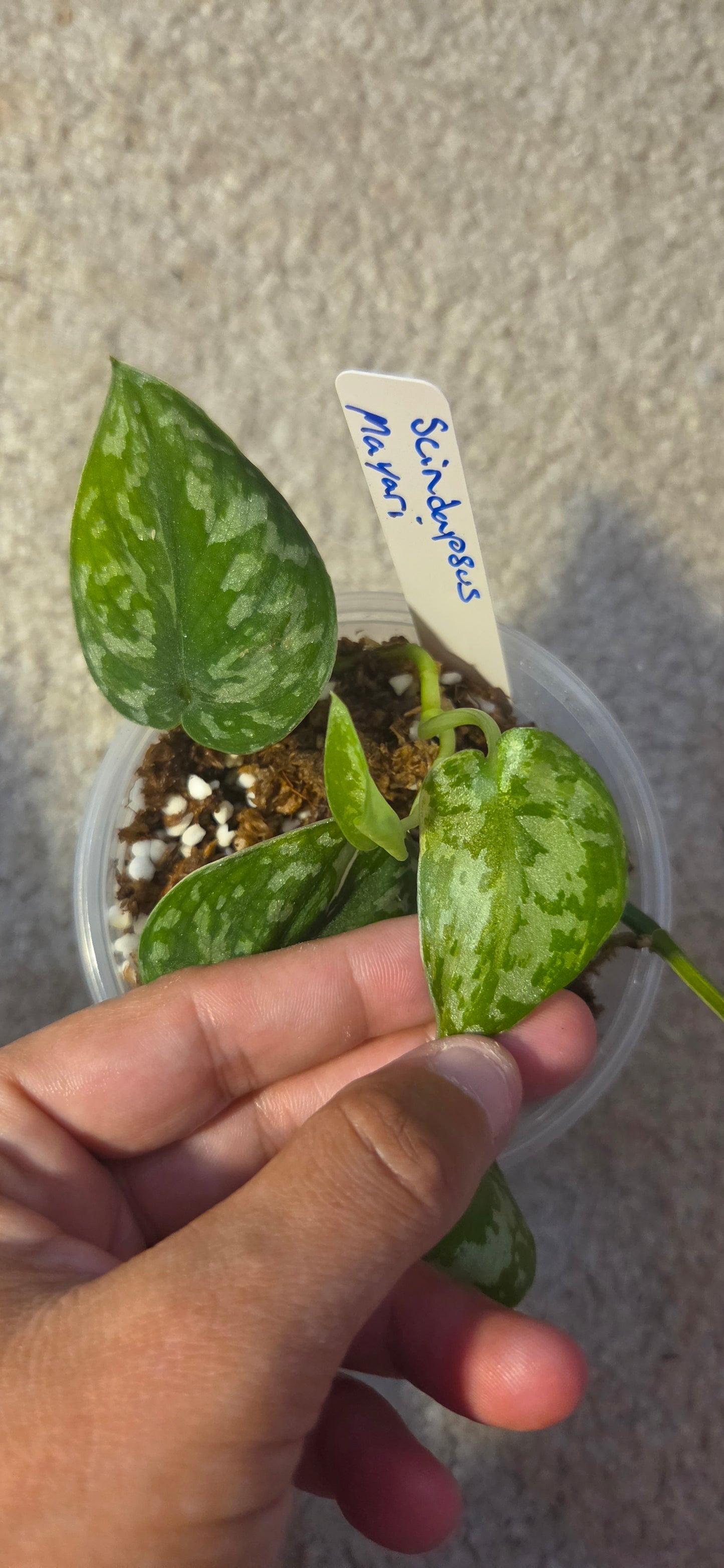 Scindapsus Mayari