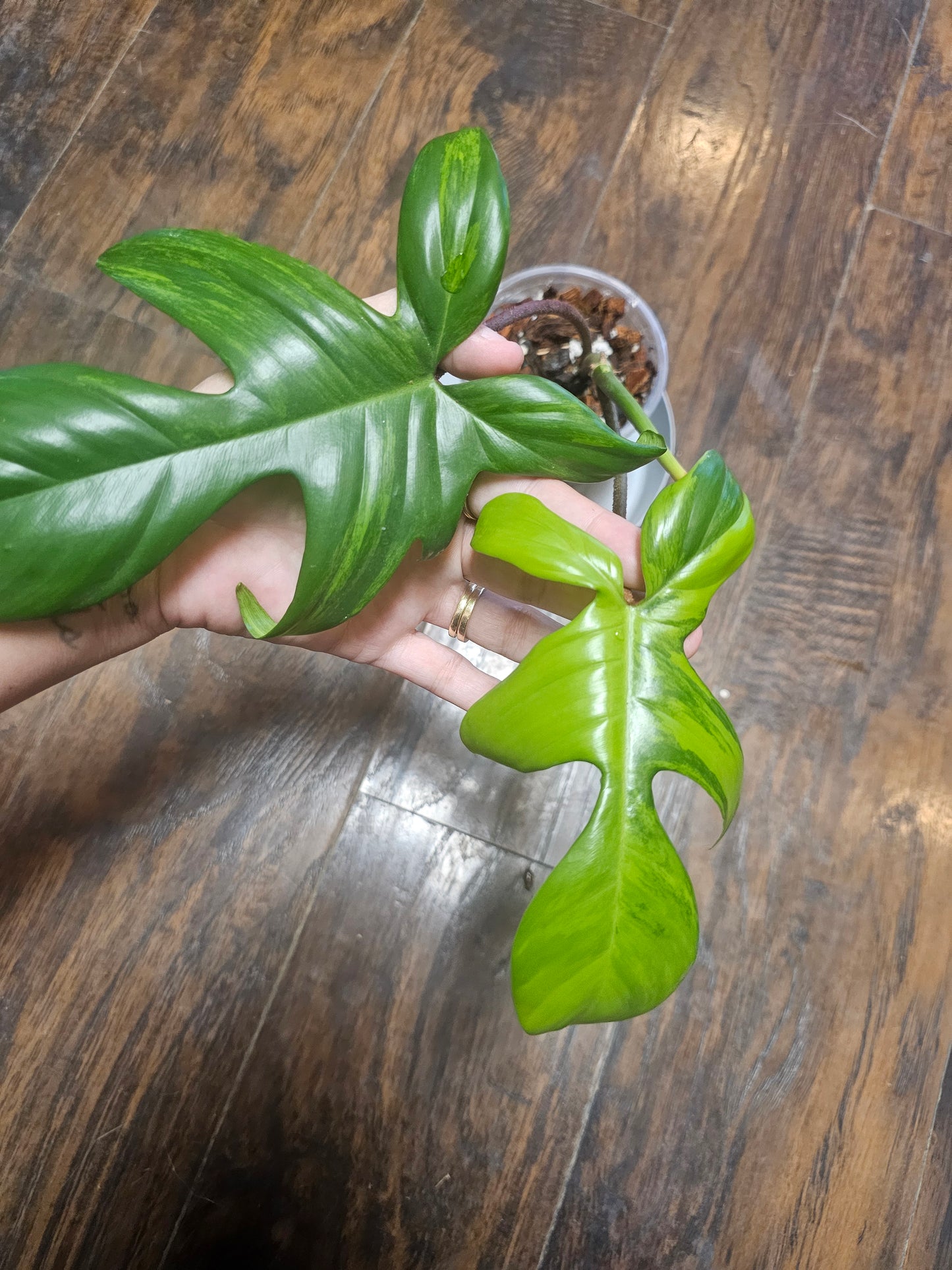 Philodendron Flordia Beauty