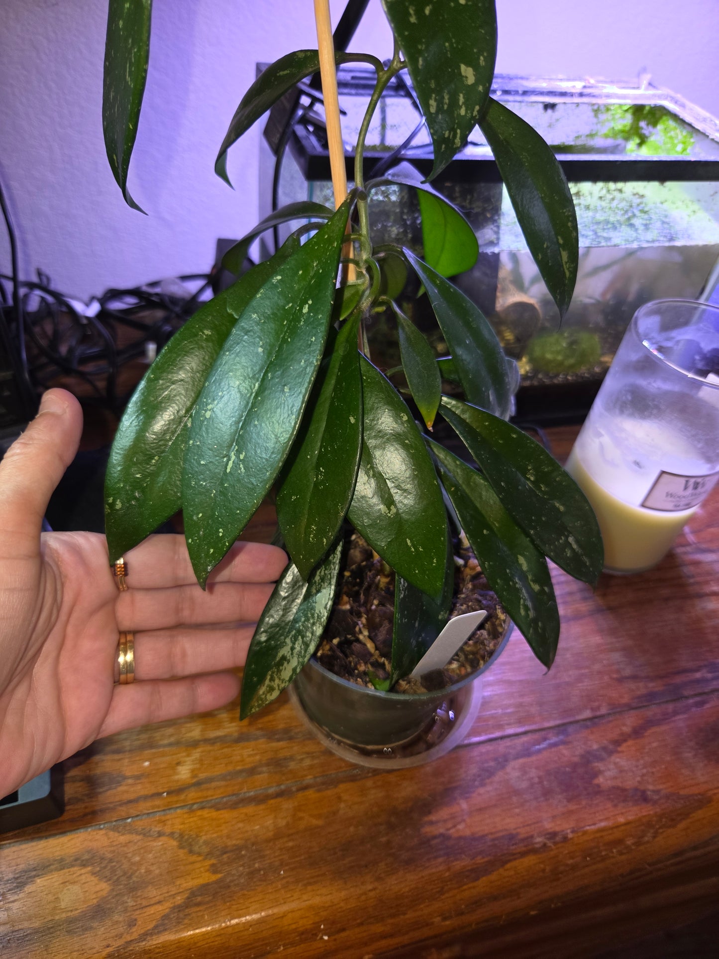 Hoya Pubicalyx Splash