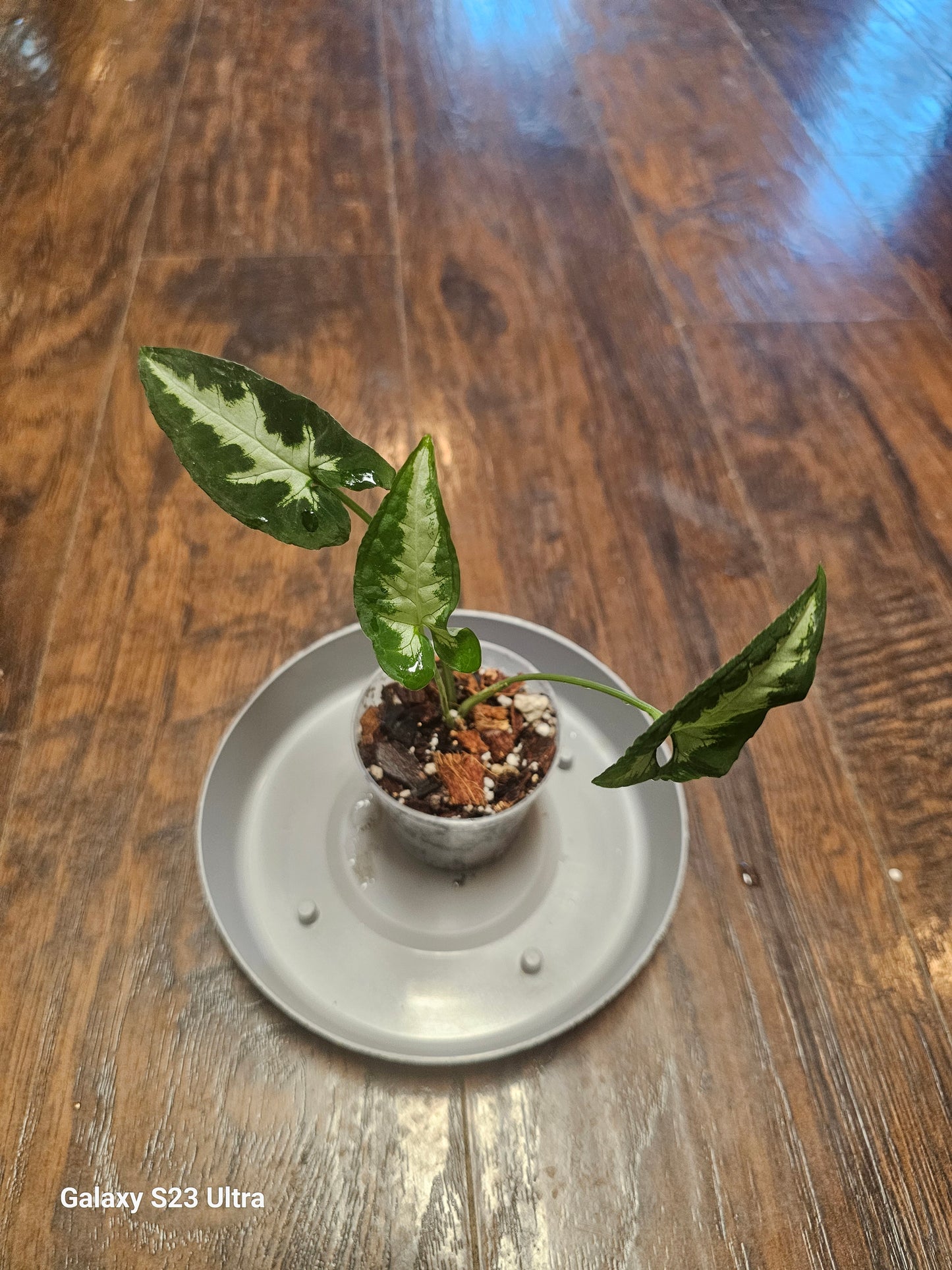 Syngonium Silver GooseFoot 2