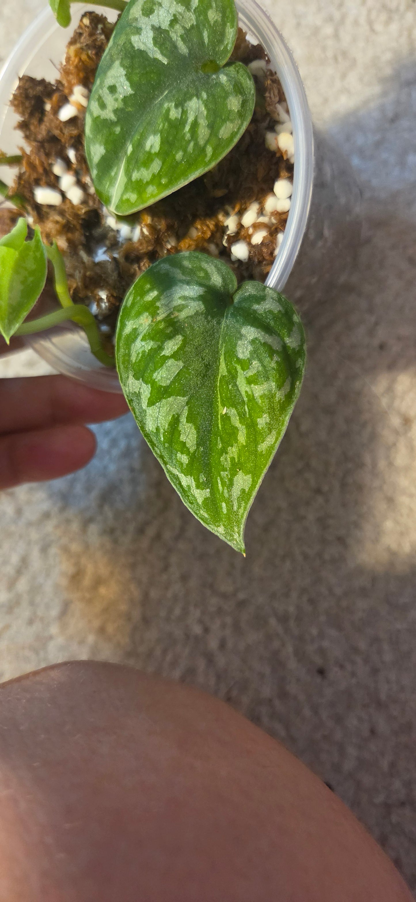 Scindapsus Mayari